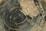 Polished Petrified Wood Round - Sweet Home, Oregon #282937-1